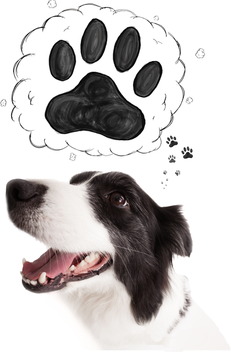 veterinary medicine manufacturers in india