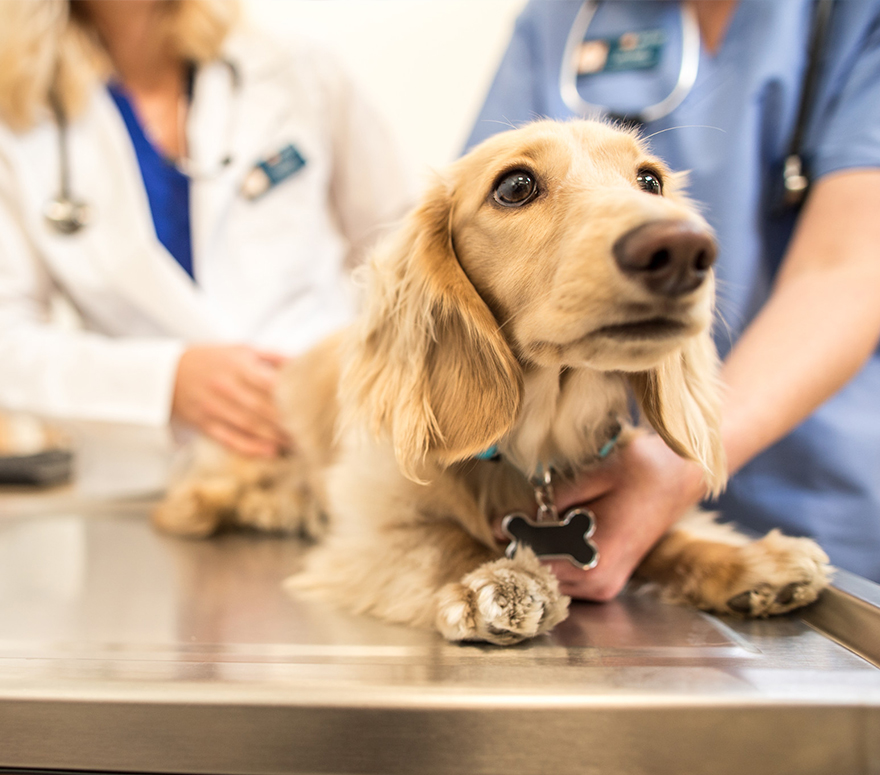 veterinary medicine manufacturers in india