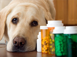 veterinary medicine manufacturers in india