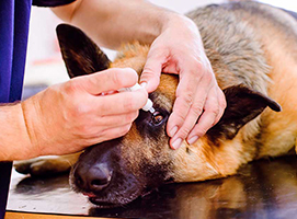veterinary medicine manufacturers in india