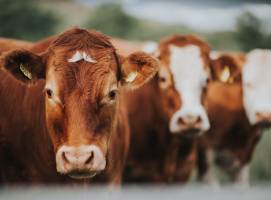 veterinary medicine manufacturers in india