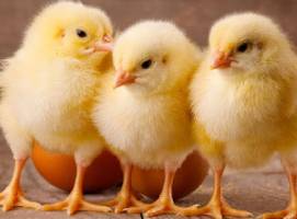 veterinary medicine manufacturers in india