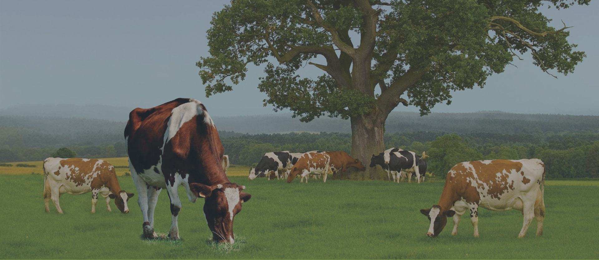 veterinary medicine manufacturers in india