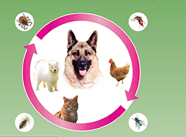 veterinary medicine manufacturers in india